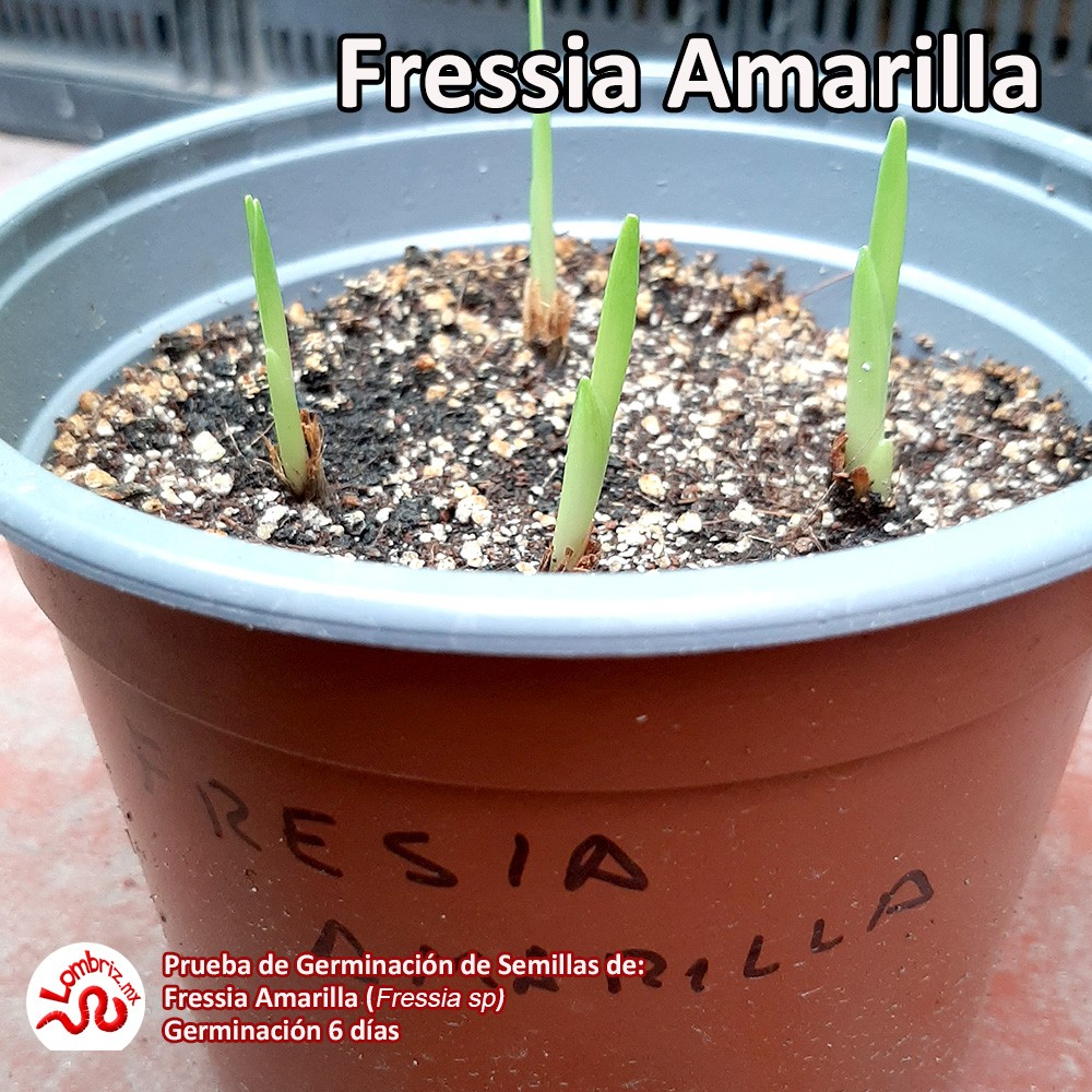 Fresia Amarilla 