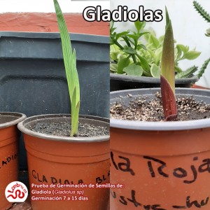 Gladiola 
